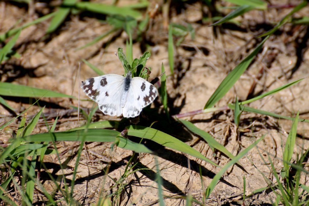 Pontia edusa?